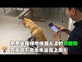 【柴犬Nana(奈奈)】奈奈能坐在掃地機器人上賣萌嗎?!