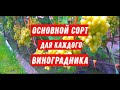 Основной сорт для каждого виноградника