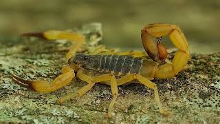 The Enigma of the 5 Deadliest Scorpions: Ancient Weapons Etched by the Gods of the Desert