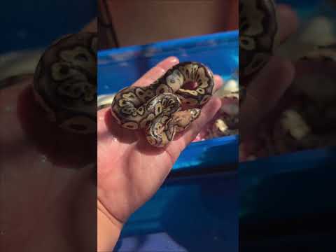 100×35 breeding ball pythons desde el calenton 🇵🇷 #badbunny #ballpython #animals #reptiles