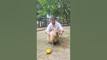 Me & Capy "Capybara