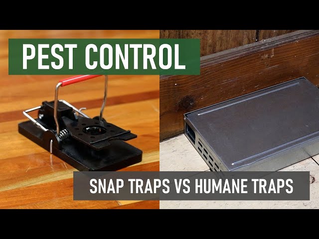 Snap Traps or Humane Traps? [DIY Rodent Control] 