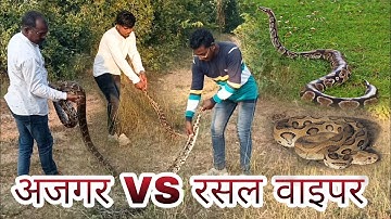 लोगों द्वारा रसल वाइपर को समझा जाता है अजगर, देखिए दोनों में अंतर ।🧐🤔