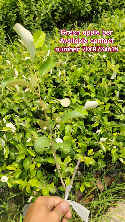 Green apple ber available contact 7001734618@GraftingPlanthouse-u9d all fruits plant available
