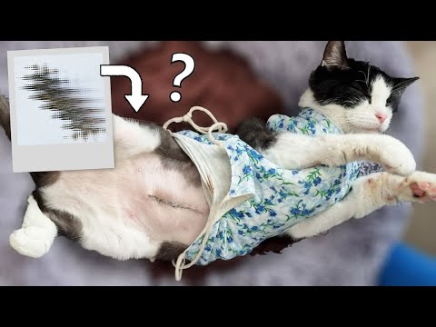 Video: Pet Scoop: divas kaķu dzīvības, ko izglāba viena nieru ķirurģija