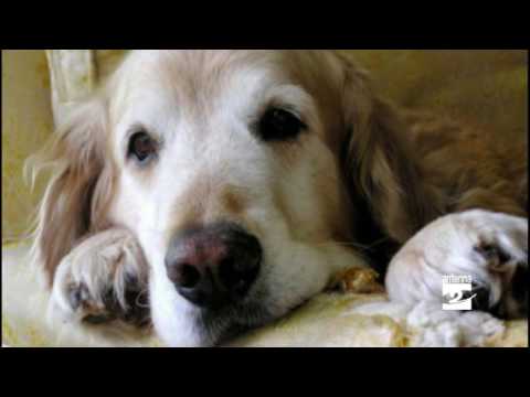 Video: Perché i cani hanno secche secche e una tosse