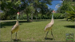 Two Juvenile Sandhill Cranes Came to Greet Me