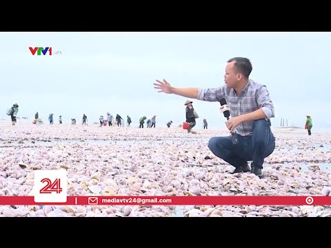 Biển Ở Nam Định - Hàng trăm tấn ngao dạt phủ trắng hàng km bờ biển ở Nam Định | VTV24