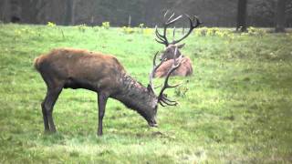 A Red Deer Stag Spraying Himself With Urine - Wollaton Deer Park