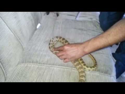 اضخم افعى فلسطينيه رقطاء بقلاويه غير سامه مع جمال العمواسي