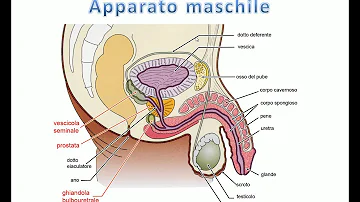 Come si chiama l'organo maschile?