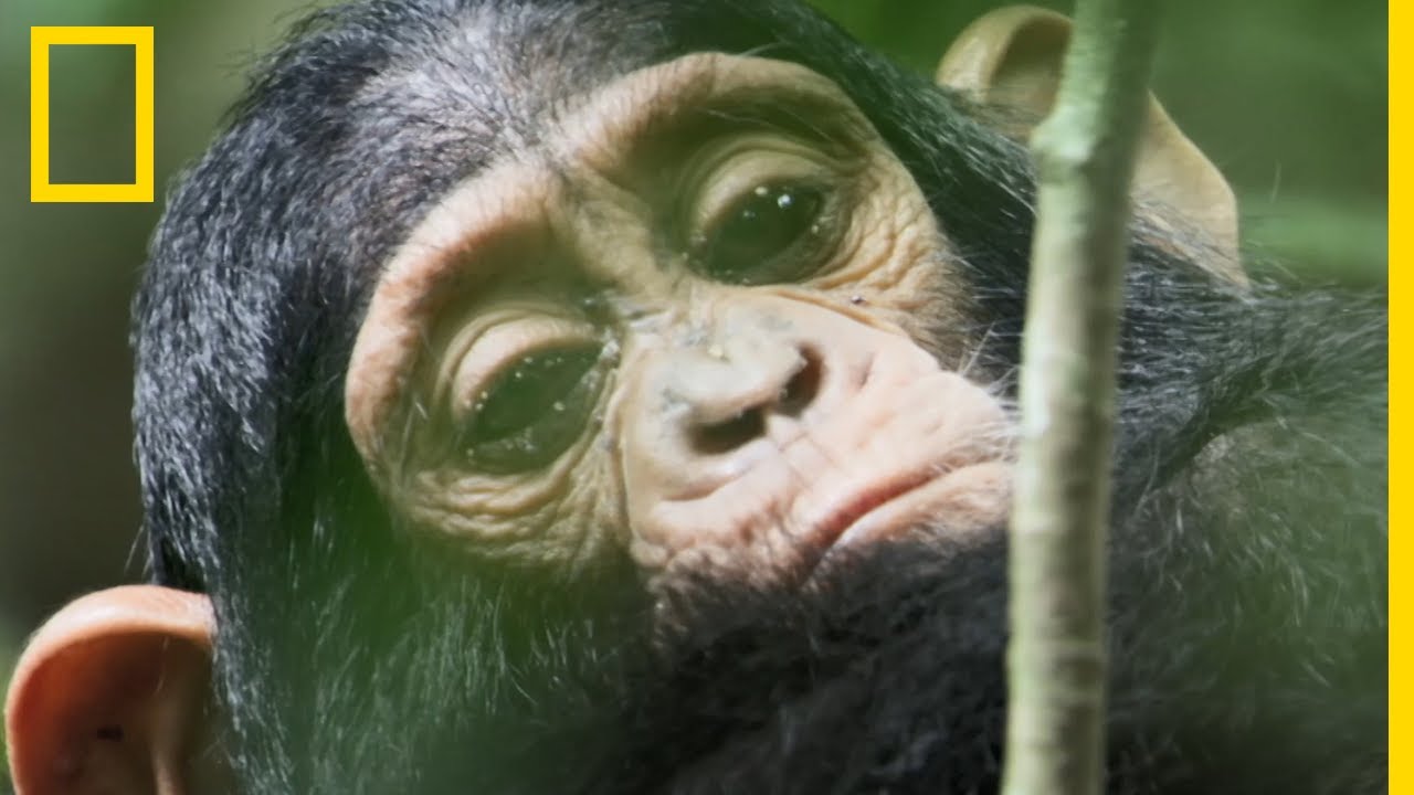 Bagarres Amicales Entre Bebes Chimpanzes Merveilles De L Afrique Youtube