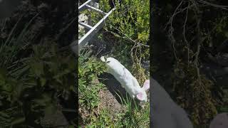 Hallo Olaf #kaninchen #rabbit #bunny #hasen #cute #animals #outdoors #sun #shorts #pets #tiere #süß