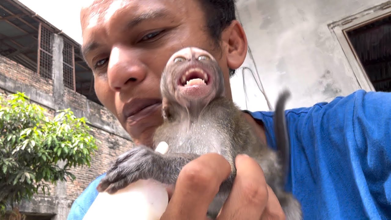 Oh my gosh, the little monkey Robin defecated when he saw my friend coming.