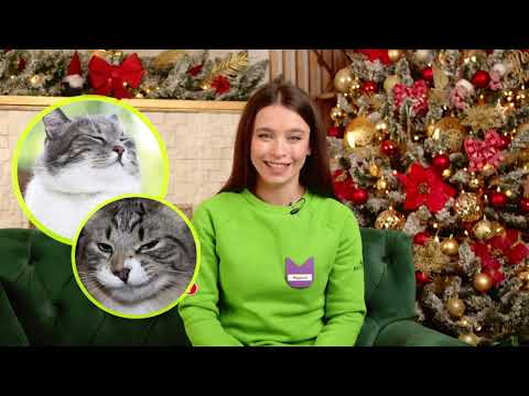 ФУРМІНАТОР ДЛЯ КОТИКІВ | MasterZoo