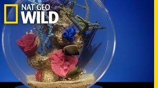 Fish Frenzy | Fish Bowl XXL