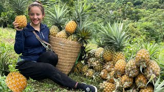 Harvest honey pineapple orchards to go to the market to sell & garden