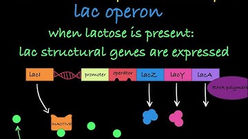 Inducible and Repressible Operons Explained