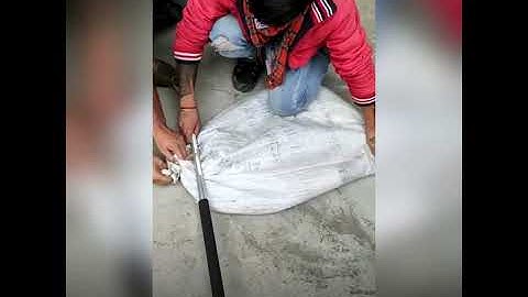 King Cobra Rescue (Ophiophagus Hannah) - Uttarakhand Forest Department