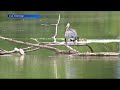Harmful algal bloom advisory issued for Lake Tschida