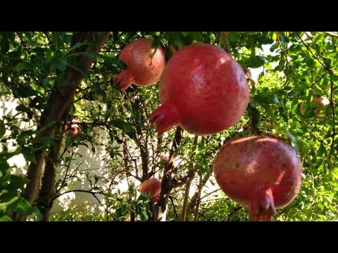 Video: Rowan Pomegranate - A Gift From Michurin