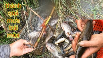 Thăm Lờ Cá Sau Cơn Mưa Trái Mùa Nước Lên Kinh Khủng /Định Nguyễn Hậu Giang