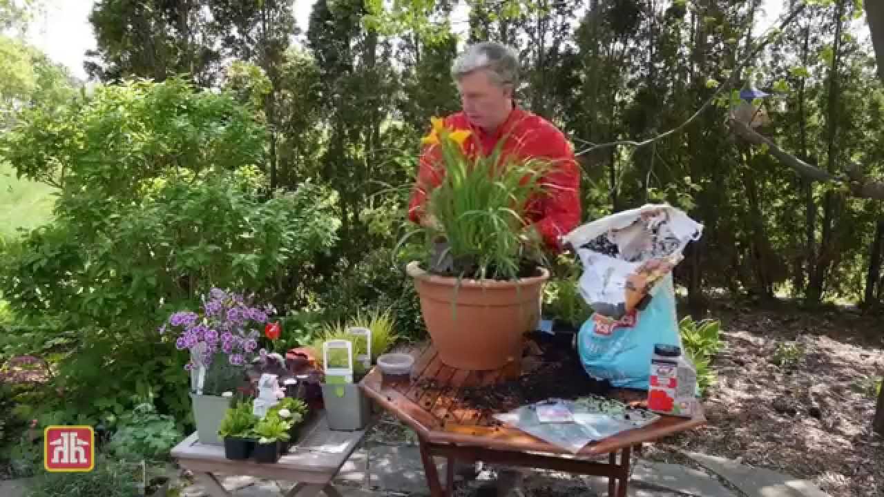 نباتات الحدائق المنزلية