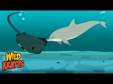 Stingray Vs Dolphin | Epic Creature Battle | Wild Kratts