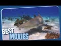 Ocean Odyssey -  Shark Nation - Die Haie der Bahamas - Dokumentation (ganze Folge auf Deutsch)