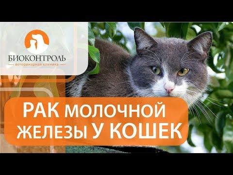 Видео: Опухоль молочной железы у кошек