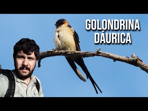 Golondrina dáurica 4K