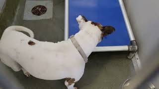 acs A662460