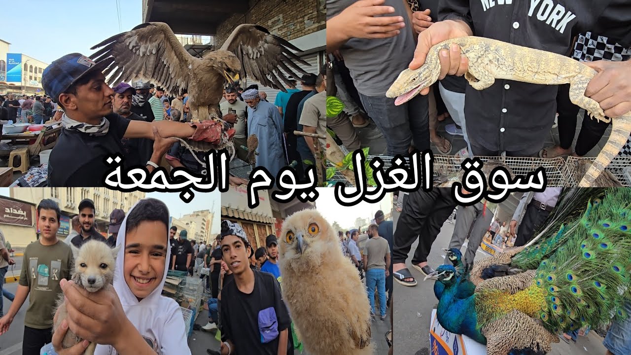 سوق الغزل يوم الجمعة بداية الموسم انواع الحيوانات والطيور  النادرة والجميلة في العراق 2025/4/11