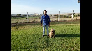2022-10-22 LA ENTREVISTA : José Barba Saborido, criador de perros de  agua  español en  Arcos