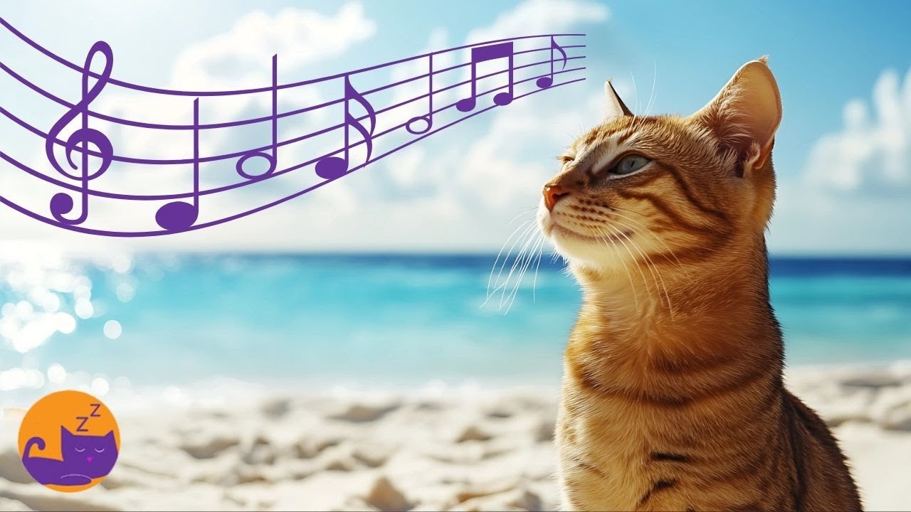 Fresh Look at Sweet Cat Music 15 Hours Of Deep Relief Music For