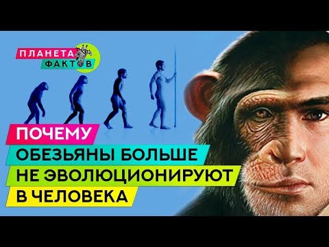 Почему обезьяны больше не эволюционируют в человека?