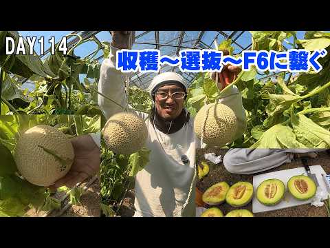 みーしゃん★プロフ必読★　特別栽培米 Completed] The 5th generation from Senbikiya's seeds. A cracked