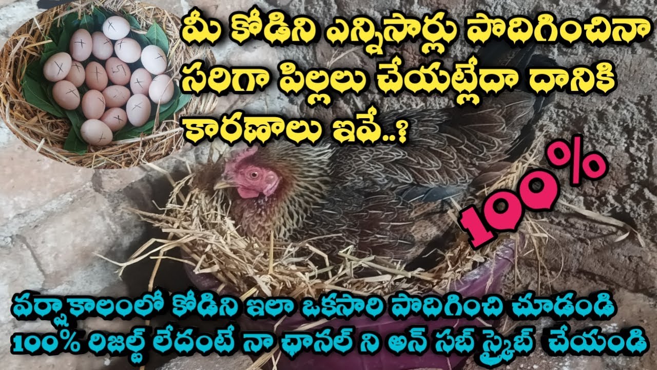 వర్షాకాలంలో నాటుకోడిని పొదిగించడంచడం ఎలా ? | how to country chicken Hatching in rain season