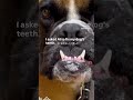 AIに、歯を治してと頼んだ🤣🦷I asked AI to fix my dog’s teeth.