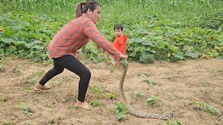 Single mother harvested pumpkins and went to the market to sell them - Attacked by a giant snake by Lý Thị Chanh 12,166 views 1 month ago 32 minutes