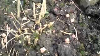 MOV02789.MP4