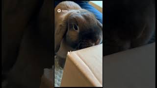 Unboxing With Bunnies #bunny #pet #mycuterabbit #rabbit #cute #pets