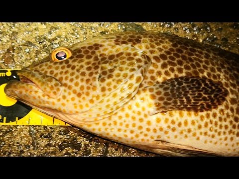 オオモンハタ】会心の40cmアップ！！高級魚連発のロックフィッシュ