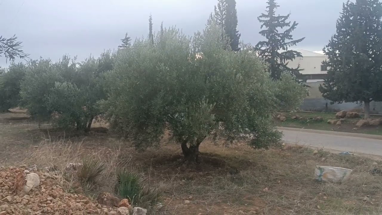 تقريباً 2 عكتار زيتون محافظه على طريق كولها 45 مليون 0679444657