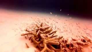 Duiklocatie Tolo Op Bonaire 2015