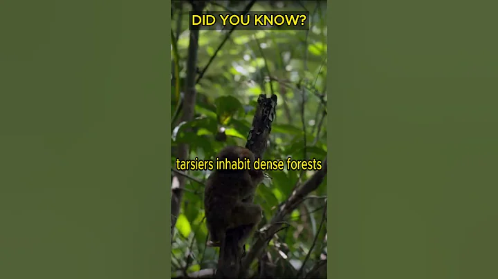 Did you know? #tarsier #didyouknow #didyouknowfacts #animalfacts #animals