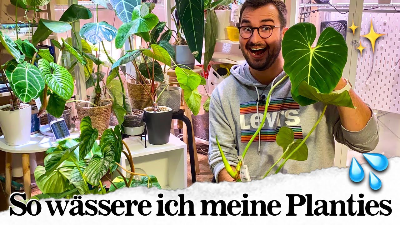 Wie gieße ich meine Pflanzen? 💦 BottomWatering Pflanzen von unten