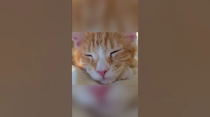 Video 7628881: maine coon purrs, maine coon kitten, mainecoon kitten, loud purr