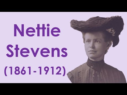 Nettie Stevens - la découverte des chromosomes sexuels - Mini-bio#26