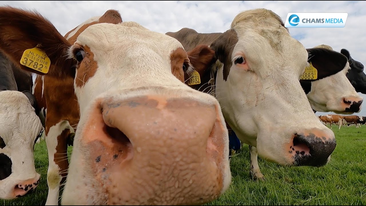 Dairy Farming Lessons From The Origin Of The Friesian Cow The dairy-farming-lessons-from-the-origin-of-the-friesian-cow-the